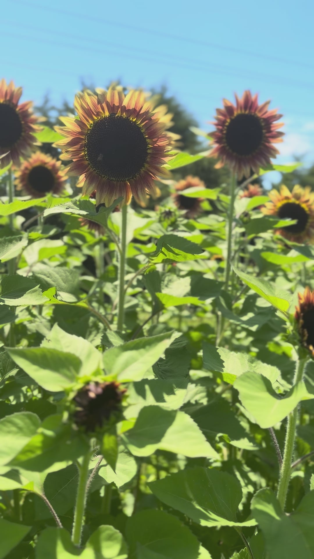 $8 Sunflower Bouquet